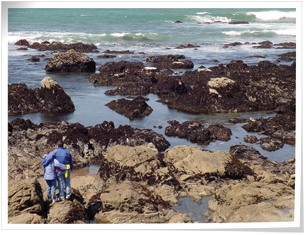 tide pools