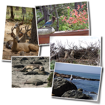 creatures of cambria