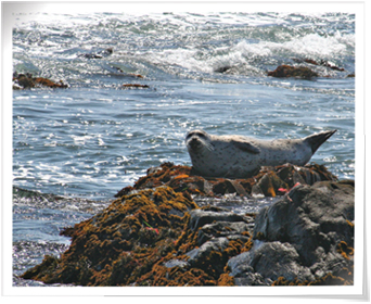 seals on Moonstone Beach