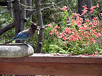 blue jay