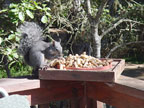 squirrel snack