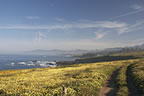 cambria